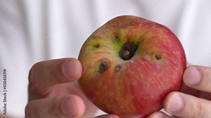 Spoiled apple. Traces of the presence of worms. Holes in the apple. Rotten apple in the hands of a man