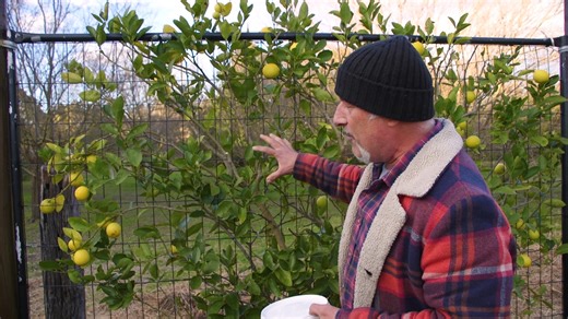 102K views · 939 reactions | Citrus and Fruit Tree Pest Control – 3...