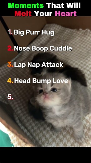 Moments That Will Melt Your Heart 🥺 Top 5 Kitten Cuddle & Love Moments!