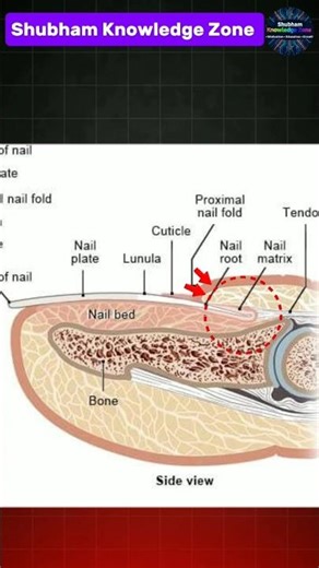 😱 Nails grow on their own… but how?