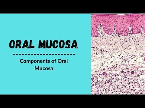 Components of oral mucosa | Oral Mucosa