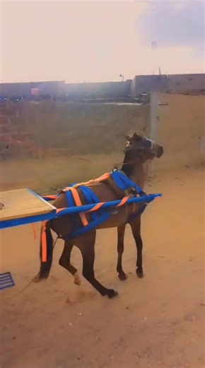 Vidéos de Baye Diop (@baye.diop858) avec son original - Boy faye 2024