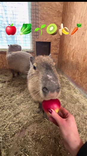 Capybara Food ASMR for Pure Relaxation