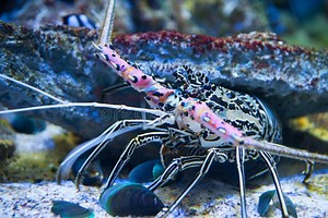 5 Possible Reasons Why Your Crayfish Stopped Eating. - Aqualife
