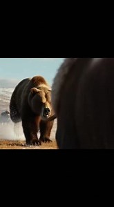 Witness an intense battle for survival in the harsh Arctic tundra as a massive grizzly bear confronts a formidable musk ox. Experience the raw power and primal instincts of these two incredible giants through dynamic camera work capturing every charge bellow and clash. From the initial standoff to the final tense moments watch the epic struggle unfold against a backdrop of snow-dusted golden grass and icy winds. See the fear in the eyes of the young calves as their protector faces off against a 