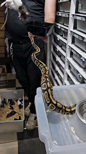 ☠️🐭☠️🐭☠️🐭 #royalpythons #ballpythonlove #beardeddragon #reptilebreeder #snek #morph #petsnake #herpetology #animal #morphs #morph #snakelove #reptilelove #livingart #ballpythonofinstagram #snakelovers #reptilesofinsta #serpent #ballpythonsnake #nature #ballpythonlover #babyballpython #ballpythonmorphsofinstagram | Xclusive ball pythons