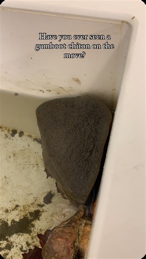 The gumboot chiton, Cryptochiton stelleri, is the largest of all the chitons in the world! Chitons are molluscs (just like octopuses) that have eight armored plates running in a line down their back. But unlike most other chitons, the gumboot has their plates completely hidden by this leathery skin. Giving them the name “wandering meatloaf” by tidepoolers. They have lots of teeth made of magnetite that they use to scrape algae off of rocks. The material that encloses their teeth is something cal