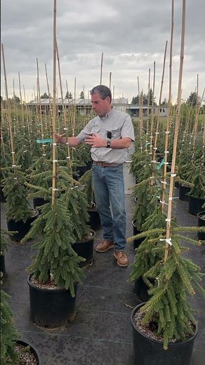 Reliable Inventory: The 7 Gallon Weeping Norway Spruce Growth Cycle