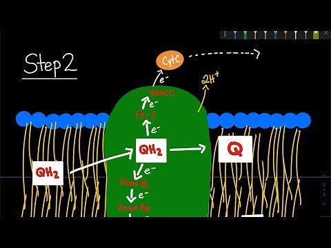 The Q (Quinol) Cycle in the Electron Transport Chain | Biochemistry