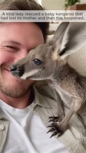 Found Alive in the Pouch! 🥺💔 #kangaroo #animalrescue #wildlife