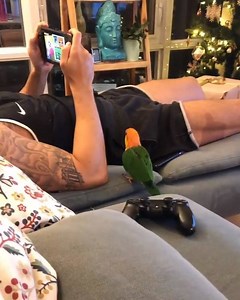 455K views · 5.1K reactions | I wanna play Super Smash Bros too  @that_caique_shadow | IG | I do love birds | Facebook