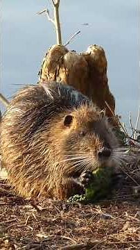 These Animal Homes Will Blow Your Mind!