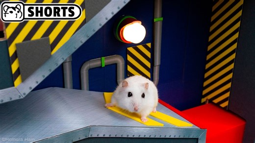 【垂直视频】《索尼克迷宫里的仓鼠 第一集》 🐹 Homura Ham