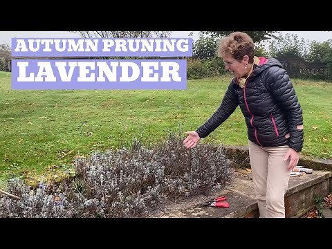 Preparing Lavender for Winter/Spring (and bonus Santolina)