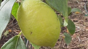 Montana family breaking new ground with young citrus farm operation