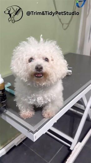 The fluff, the trim, the final look… perfect Bichon Frise makeover ✂️🐶 #bichonfrise #grooming #dog
