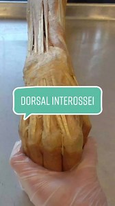 Understanding Hand Muscles in Science Class