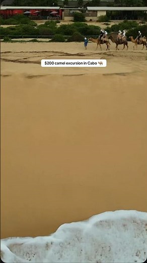 $200 Cabo Camel Excursion…Worth It? 🐫 | Shore Excursion Review