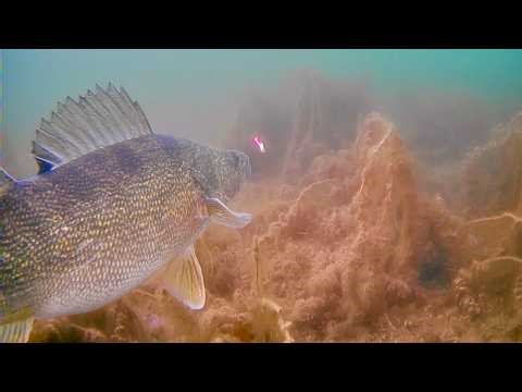 Ice Fishing with an Underwater Camera! GIANT Walleye and SO MANY other BIG FISH!