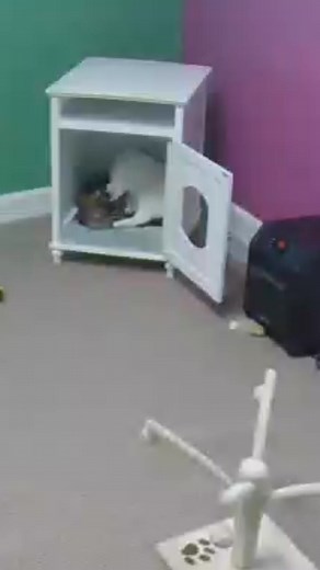 Angus giving Aurora her morning bath. Thank you to everyone who gave good name choices. Unfortunately, about 95% of them were repeats of names we’ve already have or currently have at the sanctuary so I went out on my own. I am taking two more disabled cats from Jamestown today and have decided to go with Aurora ,Bori, and Alice for the trio. | Kitty City