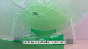 Watch Scientific Explorer Ant Lab Gel Station on Amazon Live