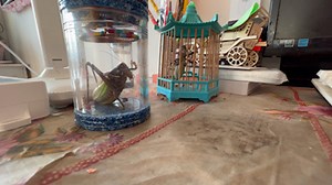 蝈蝈的叫声（亮憨）