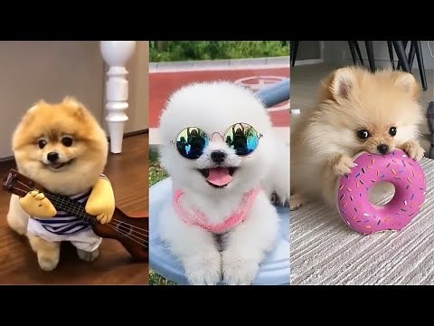 Teacup Pomeranian Compilation 🔴 Mini Pomeranian Tiktok Compilation - 2022 | 100+ Clips