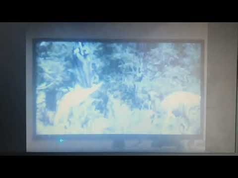 Walking With Dinosaurs The Ballad Of Big Al Clementine And Copper First Appearance Riley Gross