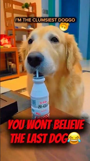 The Cutest Dog Compilation You’ll Watch Today 🐶💛 Wait for the last one!