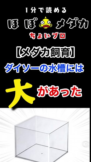 ダイソー水槽でのメダカ飼育ガイド