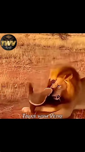 Honey Badger Facts That Will Blow Your Mind 😱 | Talks with Vetri | #history #shortfeed