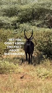12K views · 121 reactions | Waterbuck have a special trick which...