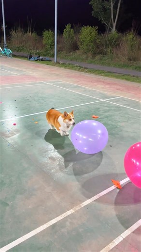 Corgi being adorable! 🥰 | Lilyon DIY