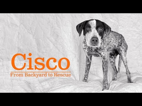 Cisco: Senior German Shorthaired Pointer’s Journey from Backyard to Rescue