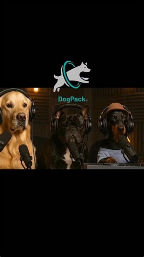 DogPack on Instagram: "🔥🎹 From wiener dog to world-class DJ: @swagdog697 just cooked up beats hotter than the barbecue on the Pawdcast. 🌭🐾 Goldie & Frenchie couldn’t stop dancing… neither will you. 🕺 ✨"