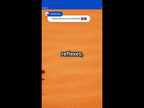 The Running Lizard: Agile Survivor of the Desert Sands