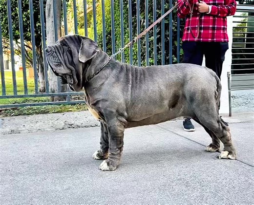 Zingarella Fellone#neapolitanmastiff #mastinnapolitano #mastinonapoletano