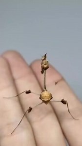 555K views · 6.7K reactions | what was going on？Aliens Compilation and more! 256 #UFO #mars #elonmusk #space #Alien #nasa #solarsystem #Spaceexploration #ancienthistory #ancientcivilization #nasa #solarsystem #wormhole #cern #interdimensional #dimension #glitchinthematrix #Disclosure #ancient #ancients #ancienthistory #ancientcivilization #elonmusk #mysterious #sky #ufosighting | Unsolved Mystery | Facebook