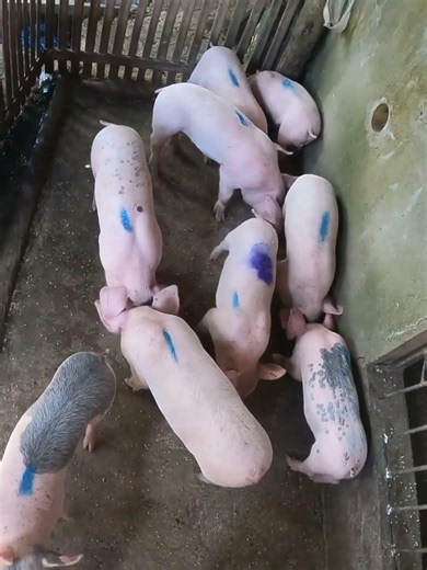 Malaki na ang mga biik🐖💯‪@mangungumatv8418‬#pigfarming #animals #pigfeed #vitamins #farmer