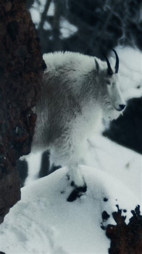 Outlast the cold. Outlast the season. Black Friday starts now: https://firstlite.com/collections/black-friday-cyber-monday | MeatEater