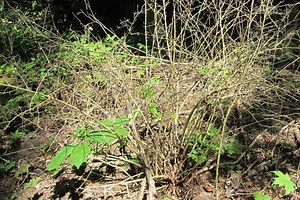 Control Invasive Shrubs in Spring with Basal Bark Herbicide Applications