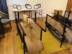 26K views · 410 reactions | Apbt Origens | APBT WORLD | Facebook