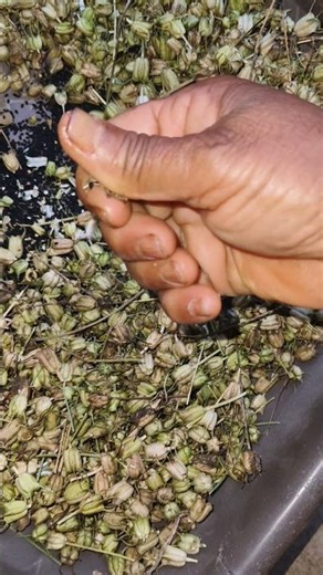 Nigella Seeds Harvesting | Kalonji Farming & Harvest Time | Black Cumin Seeds Harvesting in India