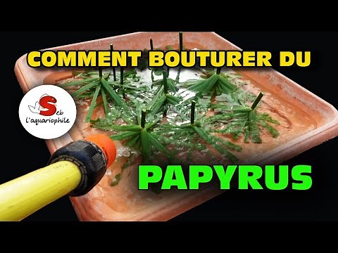 Learn how to easily take cuttings from your papyrus for your pond! 🌱