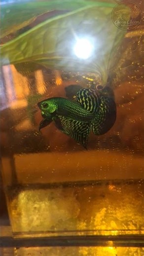 Alien Betta Fish #BettaFish #AlienBetta #betta #beautiful #choonchoonbettafarm