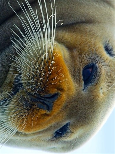 Unlucky Bear's Mishaps