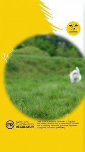 For as little as £1 a week 🎅❤️ help dogs feel loved, safe and cherished this festive season. | Dogs Trust