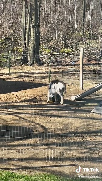 Nelson The Donkey & Family on TikTok