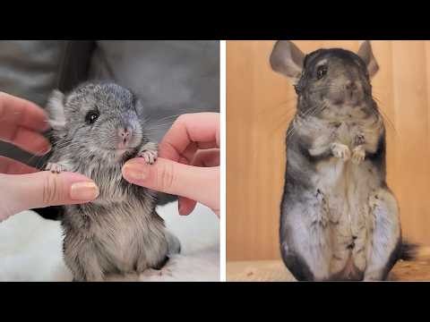 Baby Chinchillas Born in Our Home — Their Happy Life Today