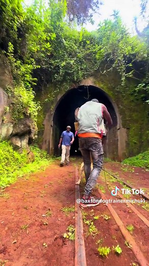 Effective Dog Training Tips- Train Your Dog Like a Pro